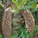 Image of Barberton Cycad