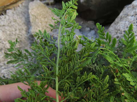 Image of Cryptogramma fumariifolia (Phil. ex Bak.) Christ