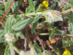 Plancia ëd Helianthemum hirtum (L.) Miller