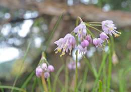 Image of Lady's leek