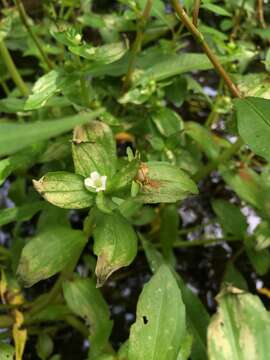 Слика од Gratiola virginiana L.