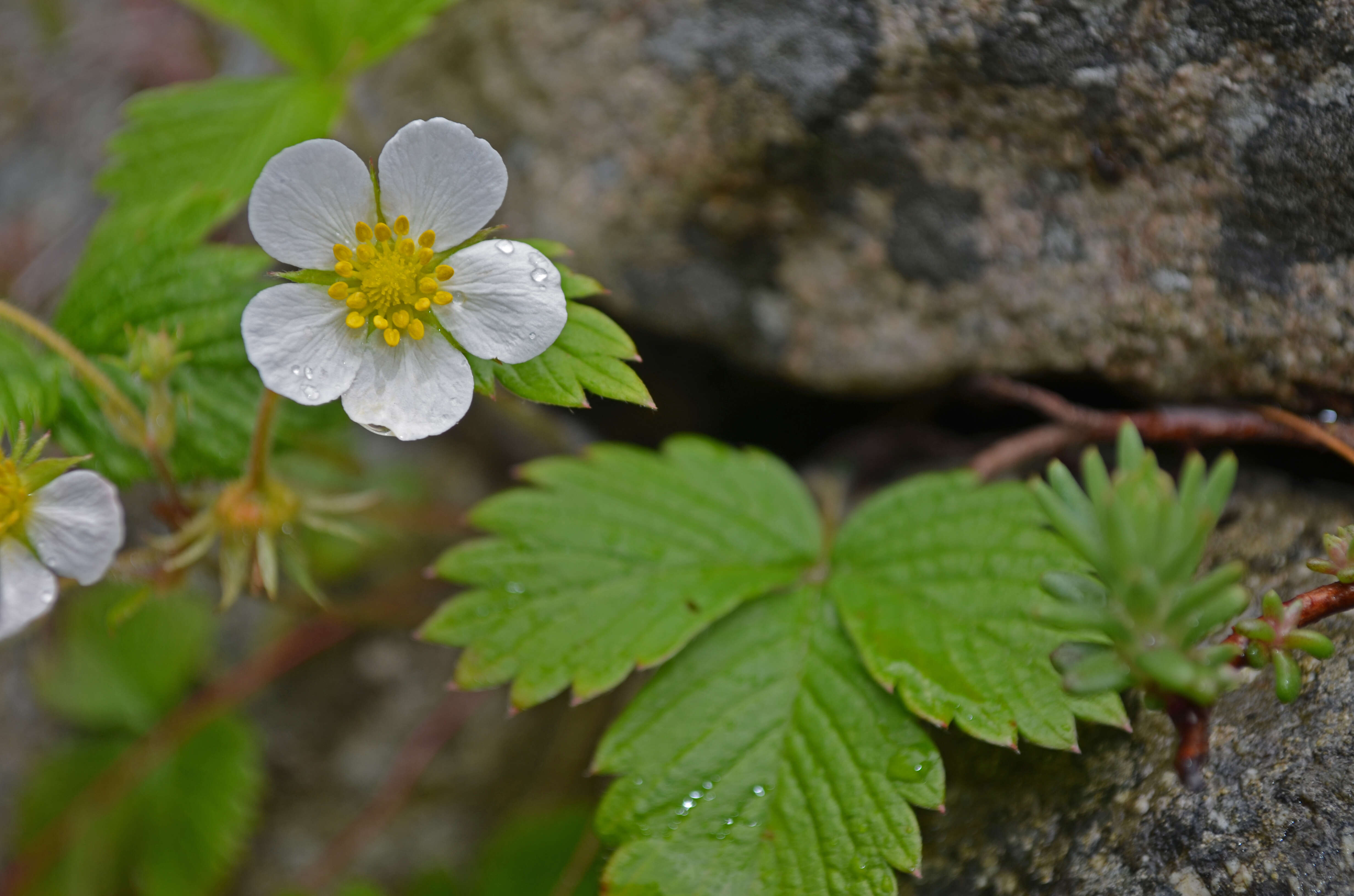 Image of woodland strawberry