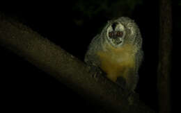 Image of Azara's Night Monkey