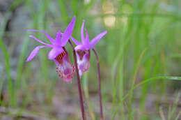 Image of calypso orchid