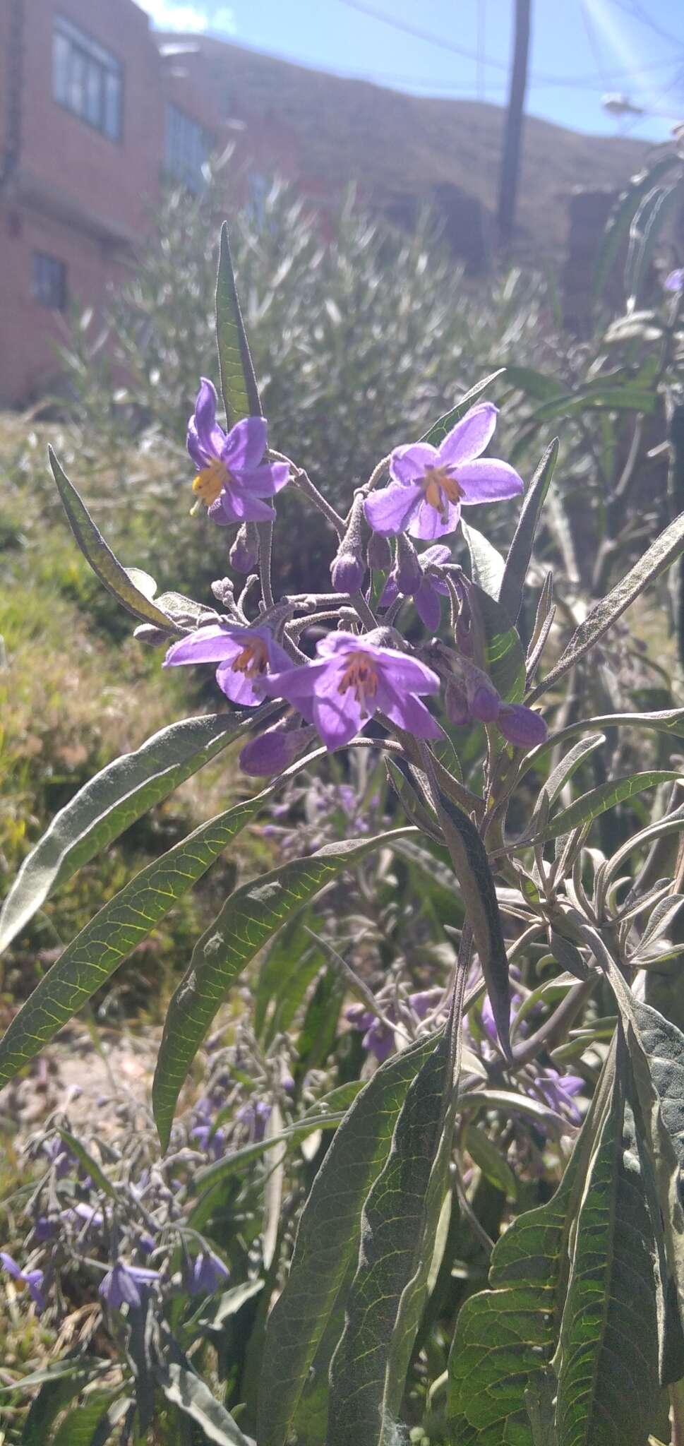 Слика од Solanum nitidum Ruiz & Pav.