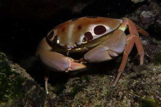 Image of Red spot coral crab