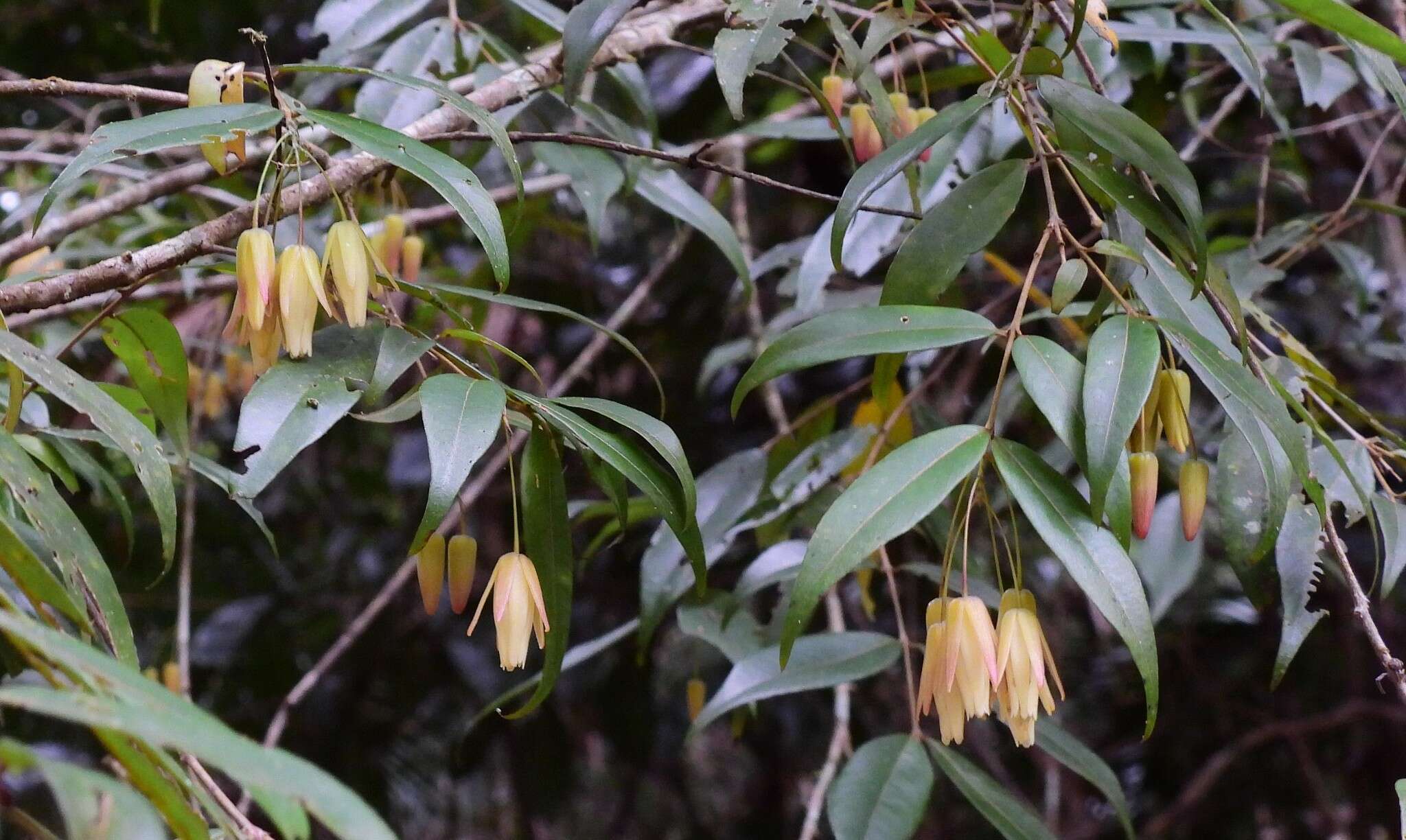 Sivun Aceratium megalospermum (F. Müll.) van Balg. kuva