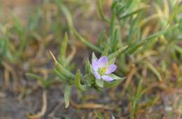 Plancia ëd Spergularia canadensis (Pers.) G. Don