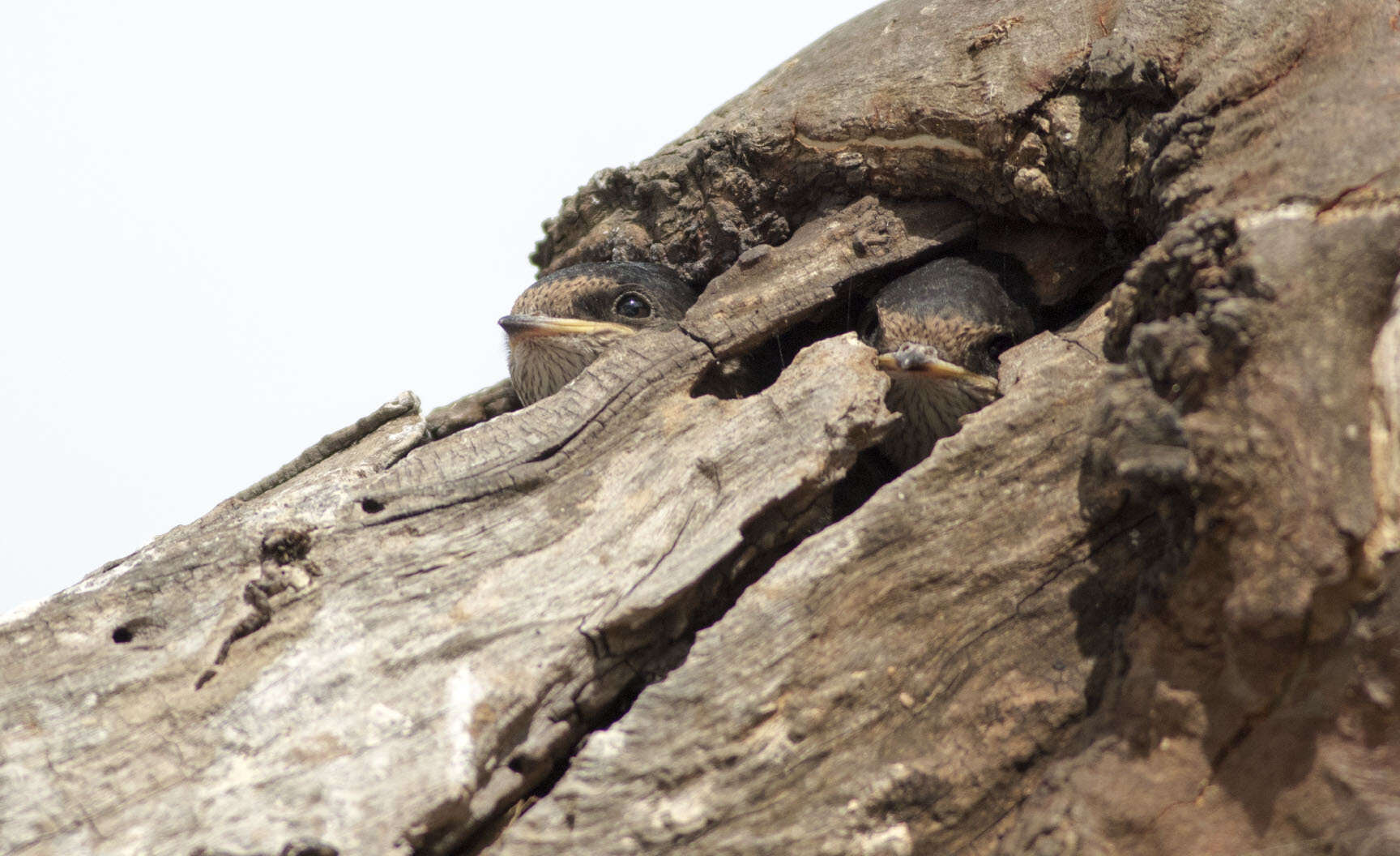 Petrochelidon nigricans (Vieillot 1817) resmi