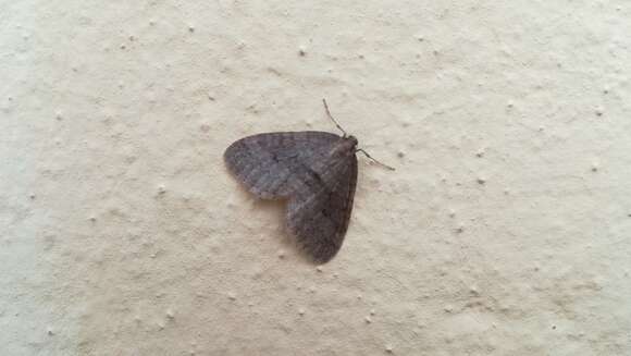 Image of winter moth