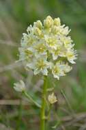 Image of meadow death camas