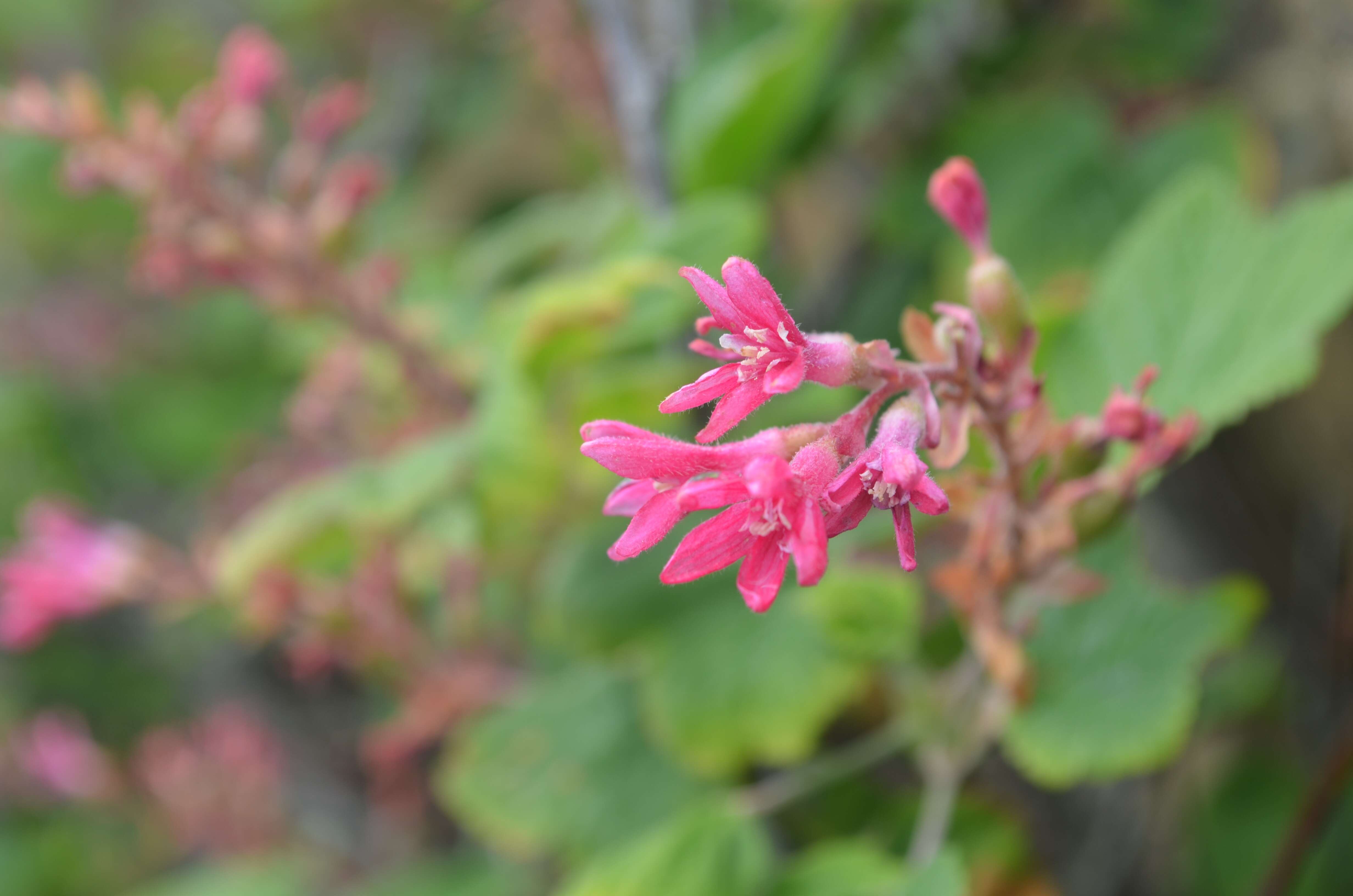 Imagem de Ribes sanguineum Pursh