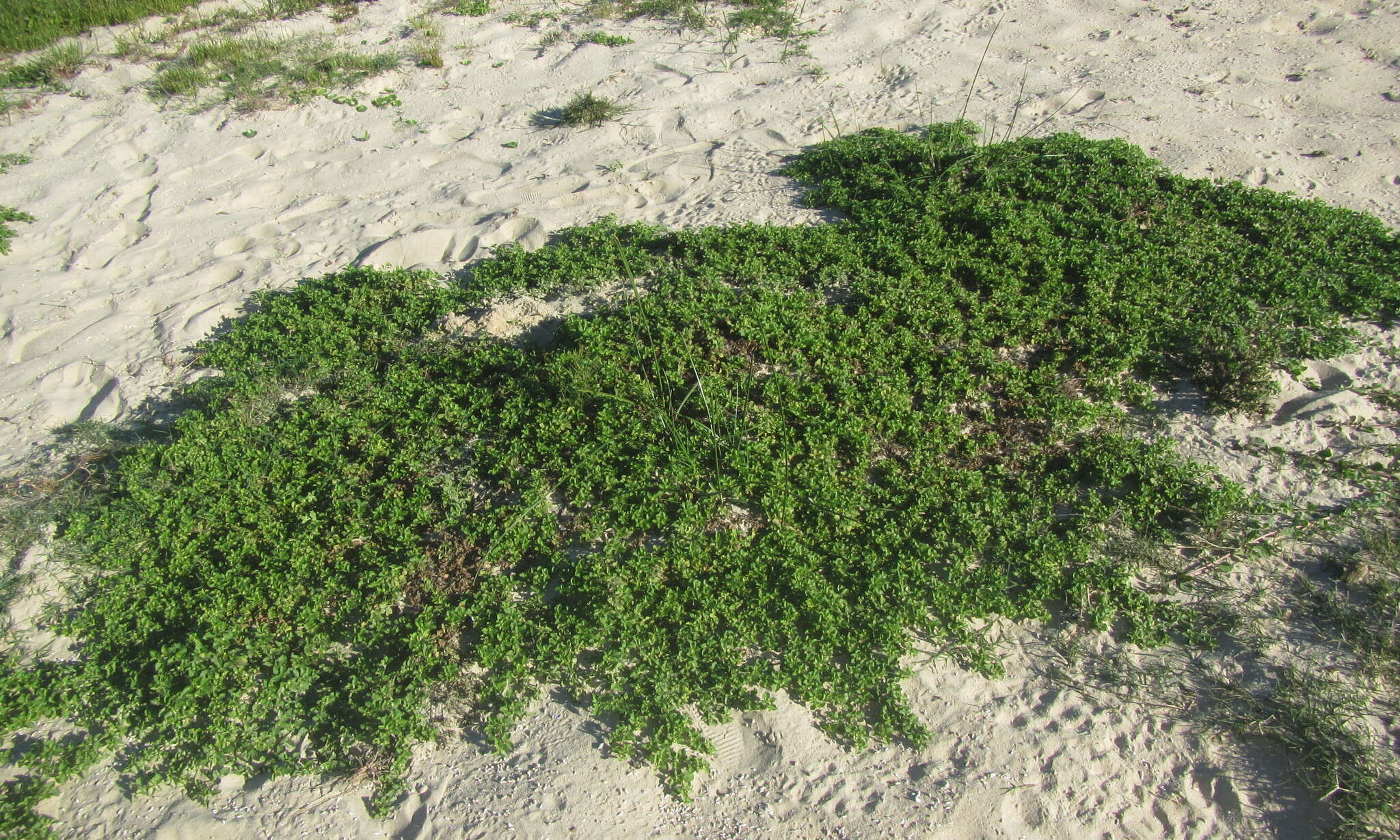 Imagem de Acanthospermum australe (Loefl.) Kuntze