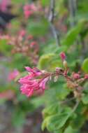 Imagem de Ribes sanguineum Pursh