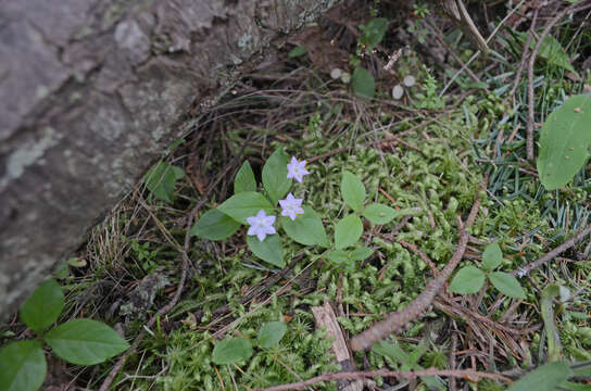 Image de Trientale boréale