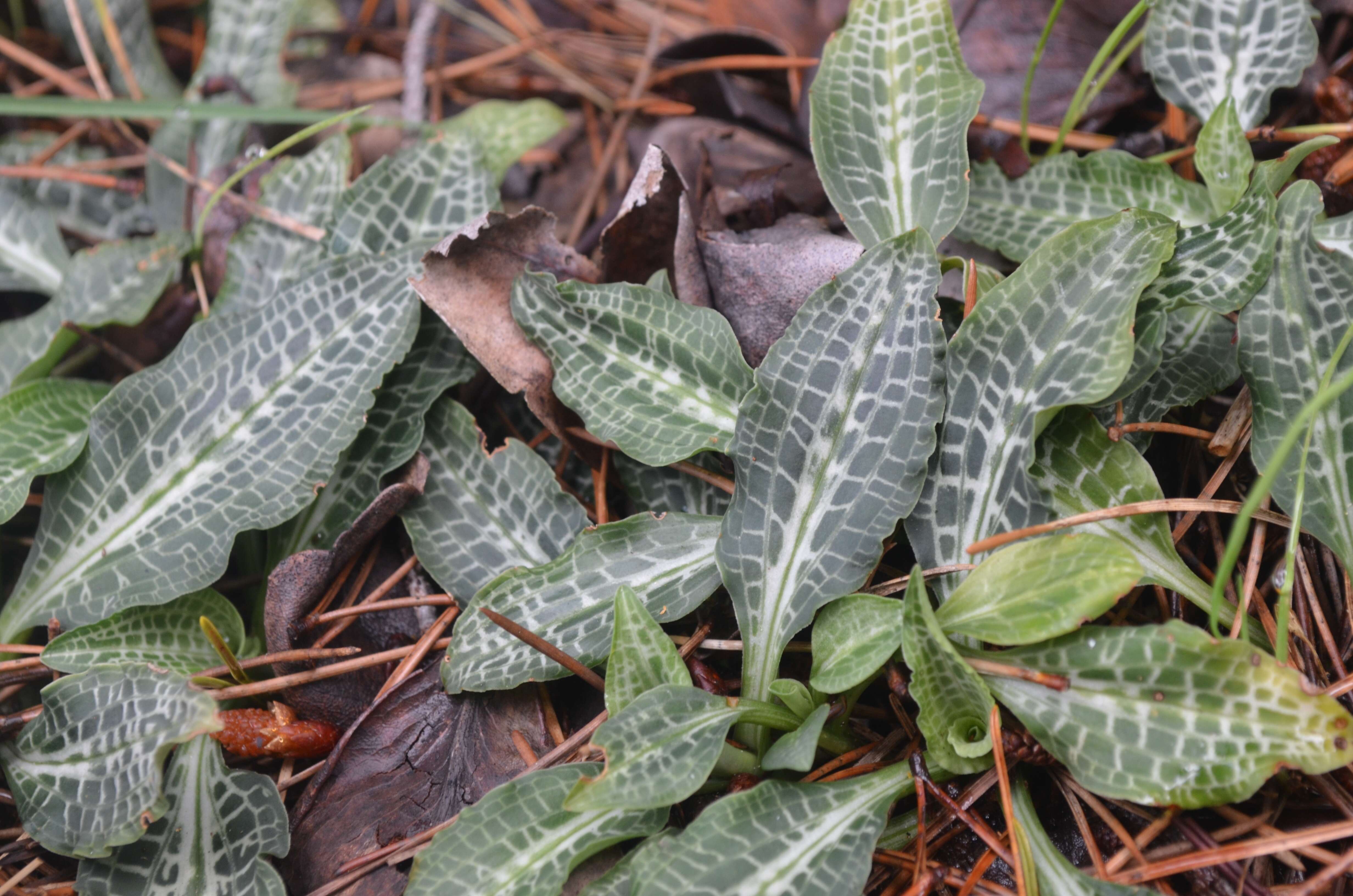 Image de Goodyérie à feuilles oblongues