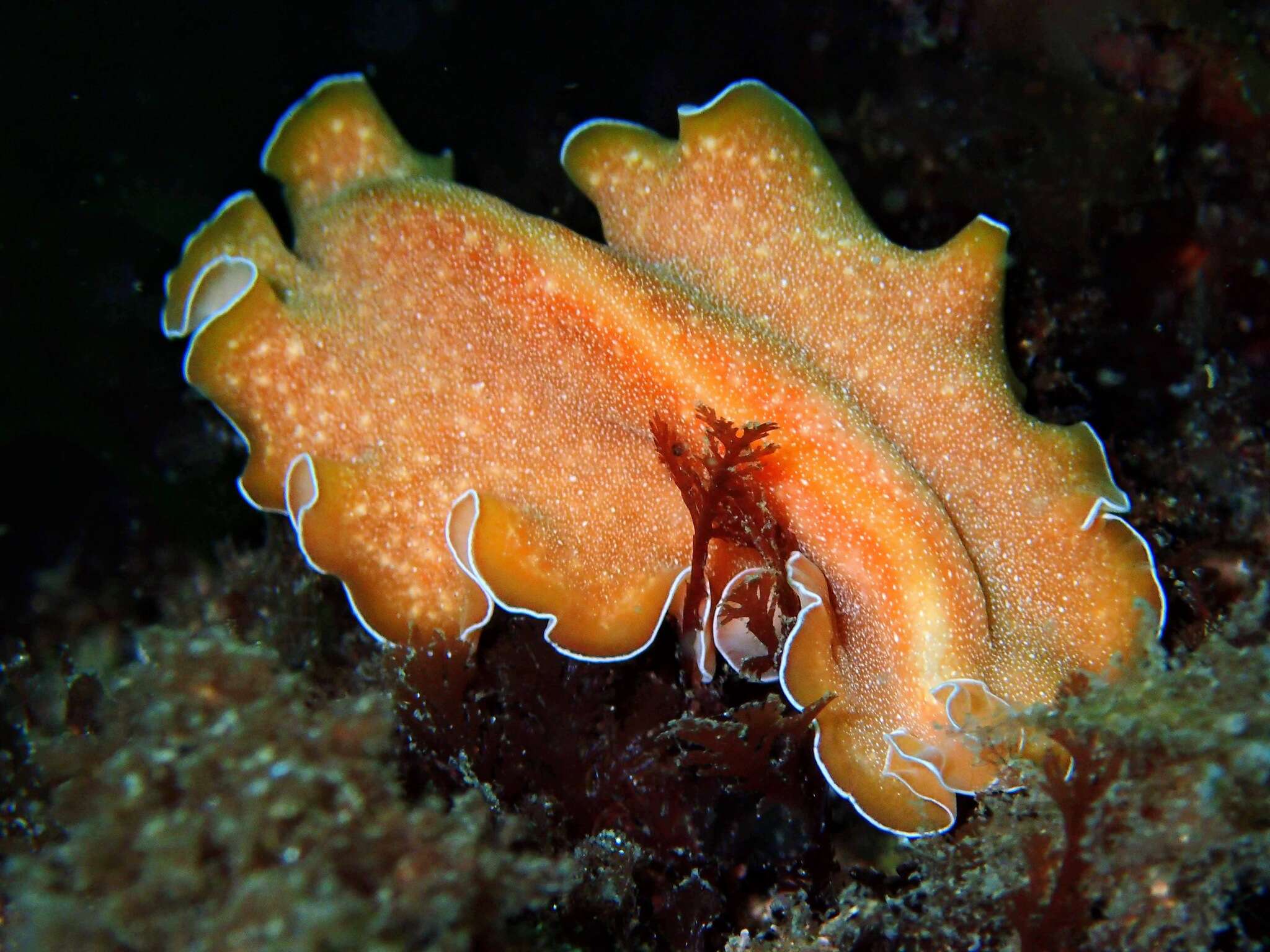 Image of Mediterranean orange polyclad worm