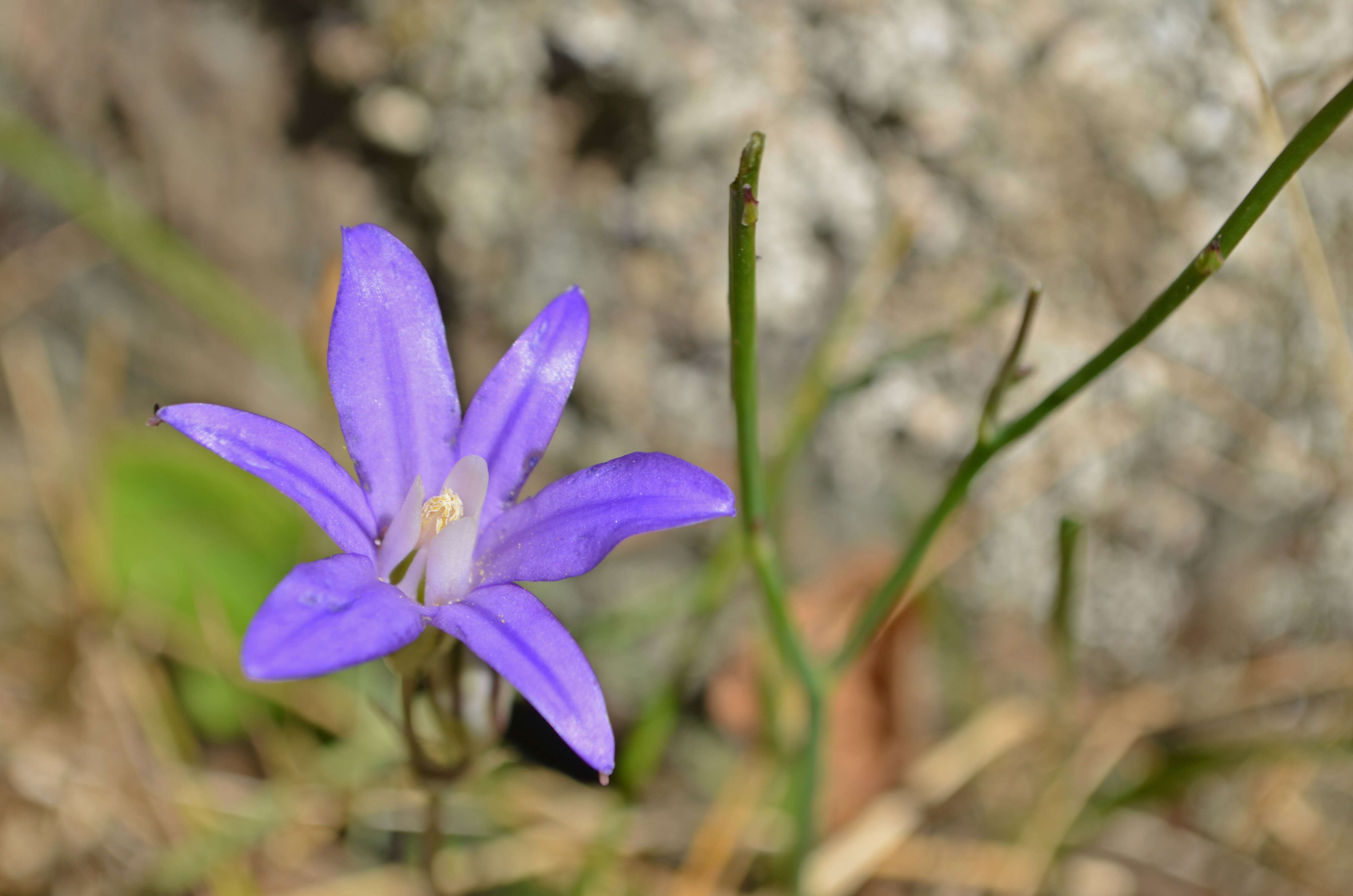 Image of crown brodiaea