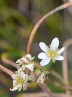 Imagem de Micranthes integrifolia (Hook.) Small