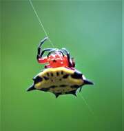 Image of Gasteracantha rhomboidea comorensis Strand 1916