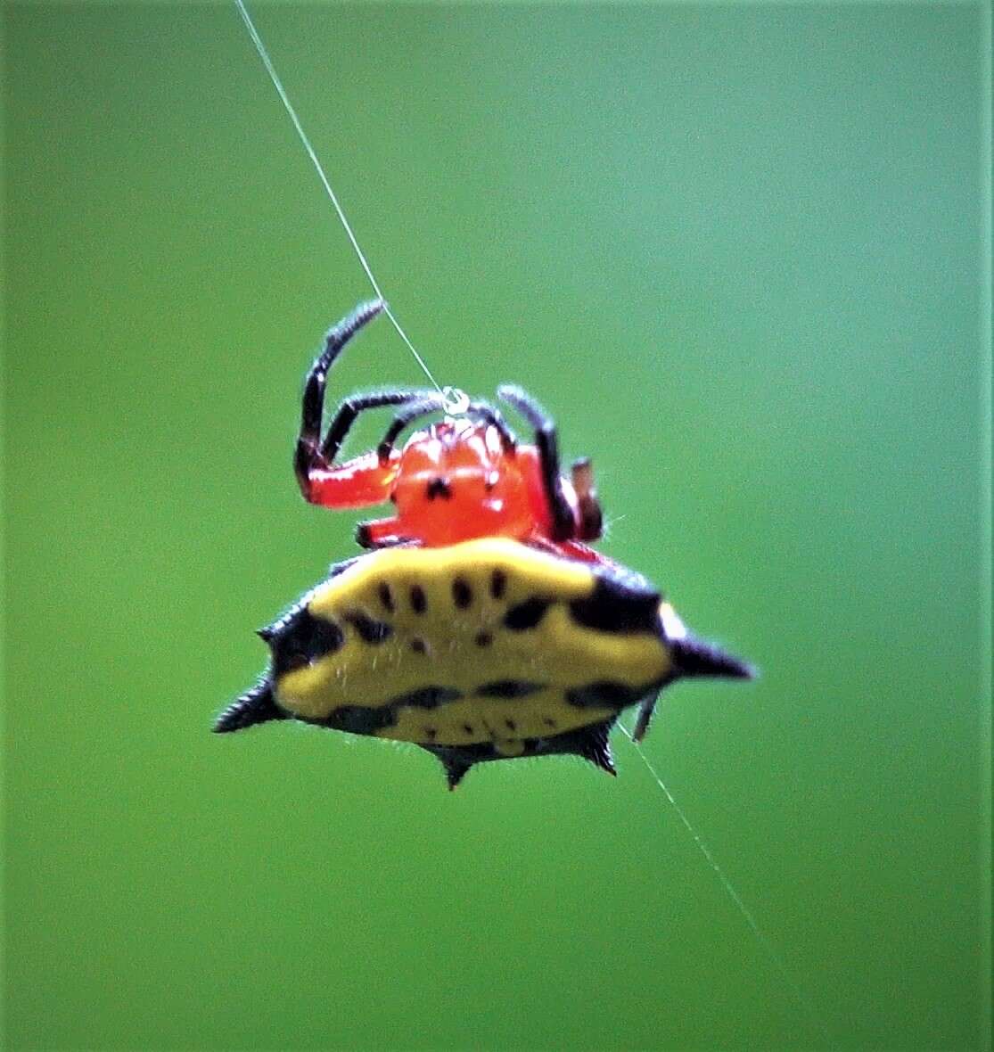 Image of Gasteracantha rhomboidea comorensis Strand 1916