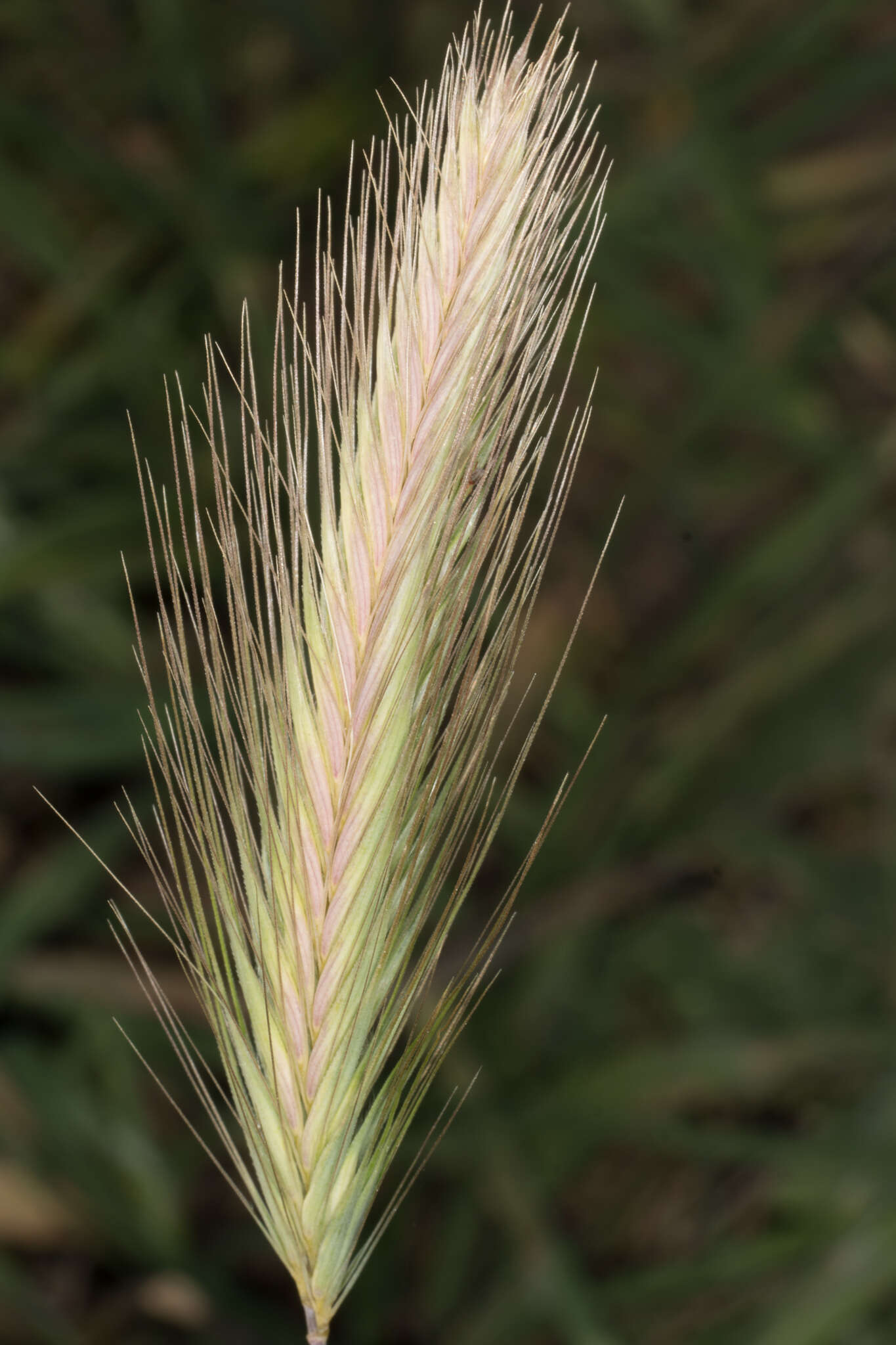 Image of mouse barley