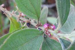 Image of Miconia sericea