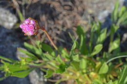 Image of thrift seapink