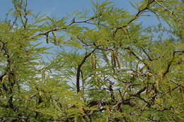 Image of algarrobo blanco