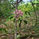 Sivun Melicope rubra (Lauterb. & K. Schum.) T. G. Hartley kuva