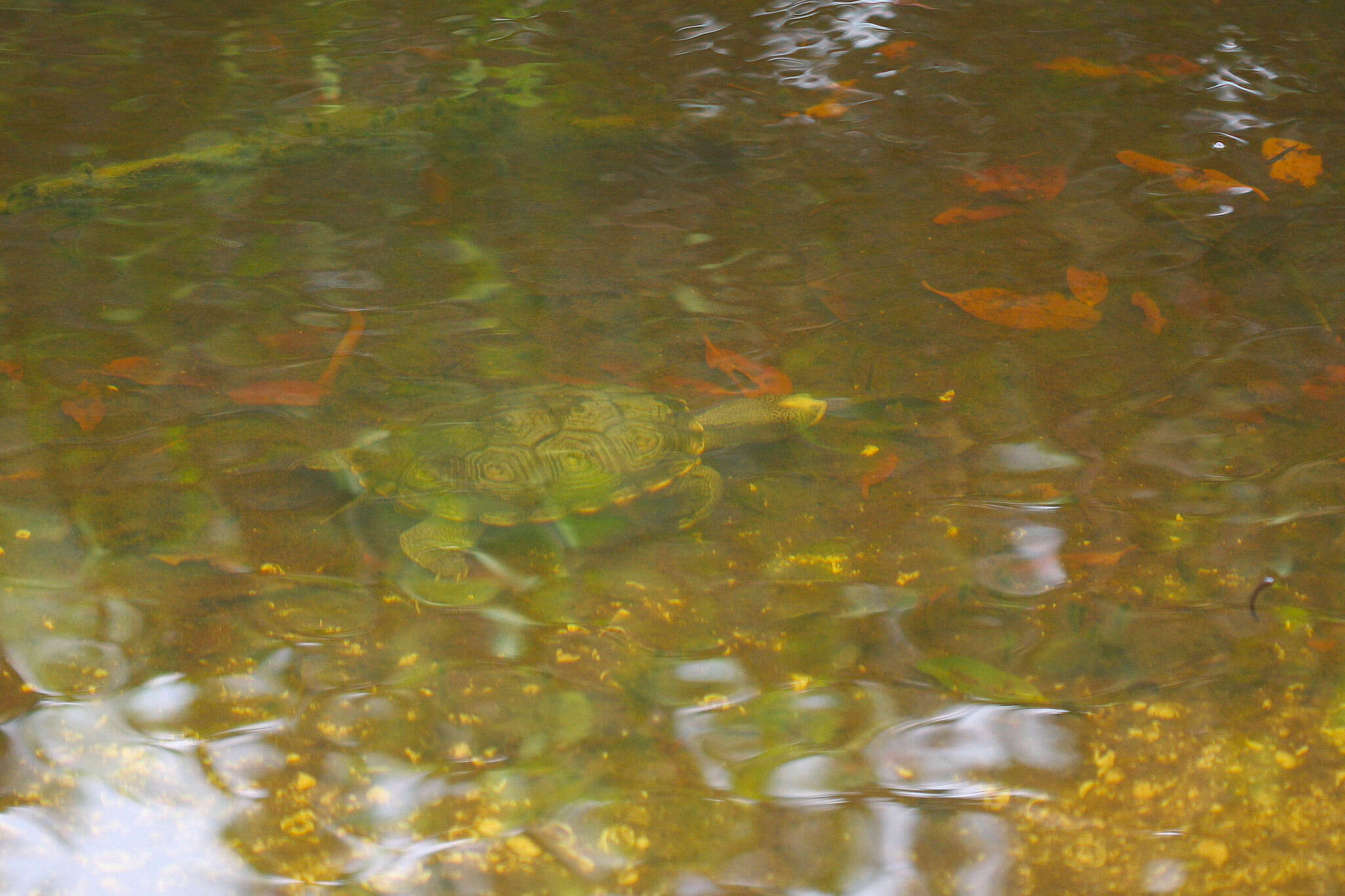 Image of Malaclemys terrapin macrospilota (Hay 1904)