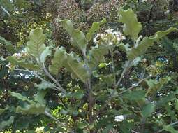 Image de Olearia albida var. angulata (T. Kirk) Allan