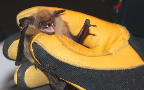 Image of Long-eared Myotis