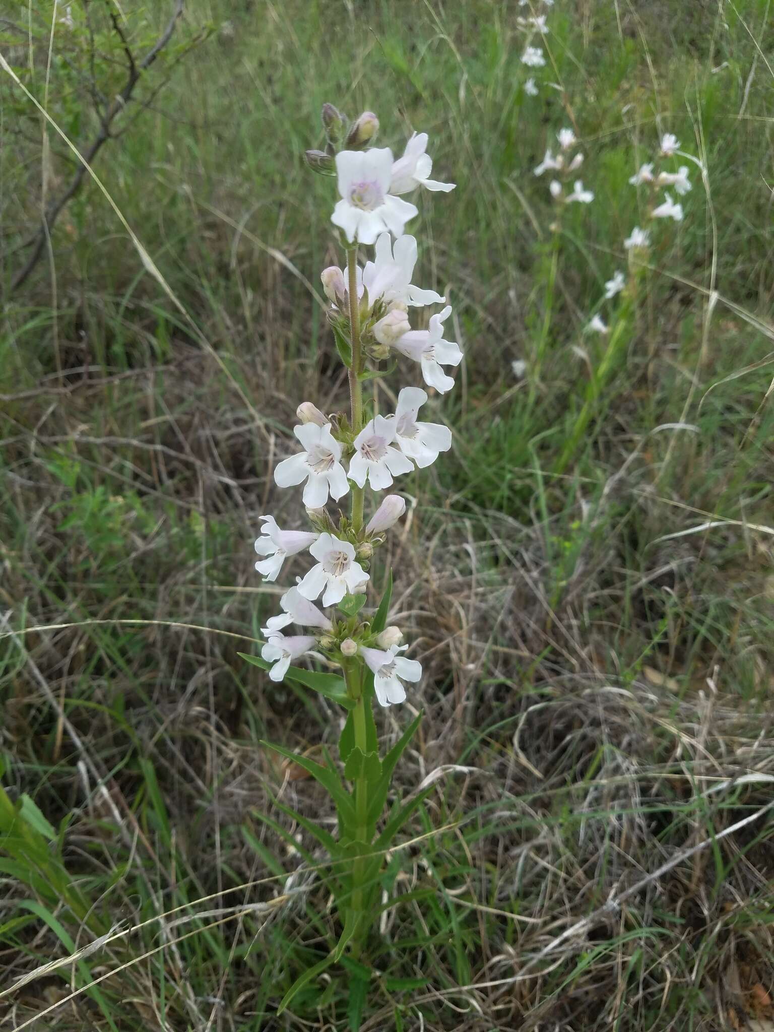 Image of Guadalupe beardtongue