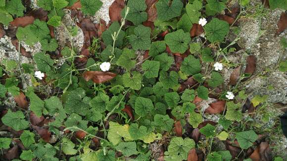 Image of Trichosanthes scabra Lour.