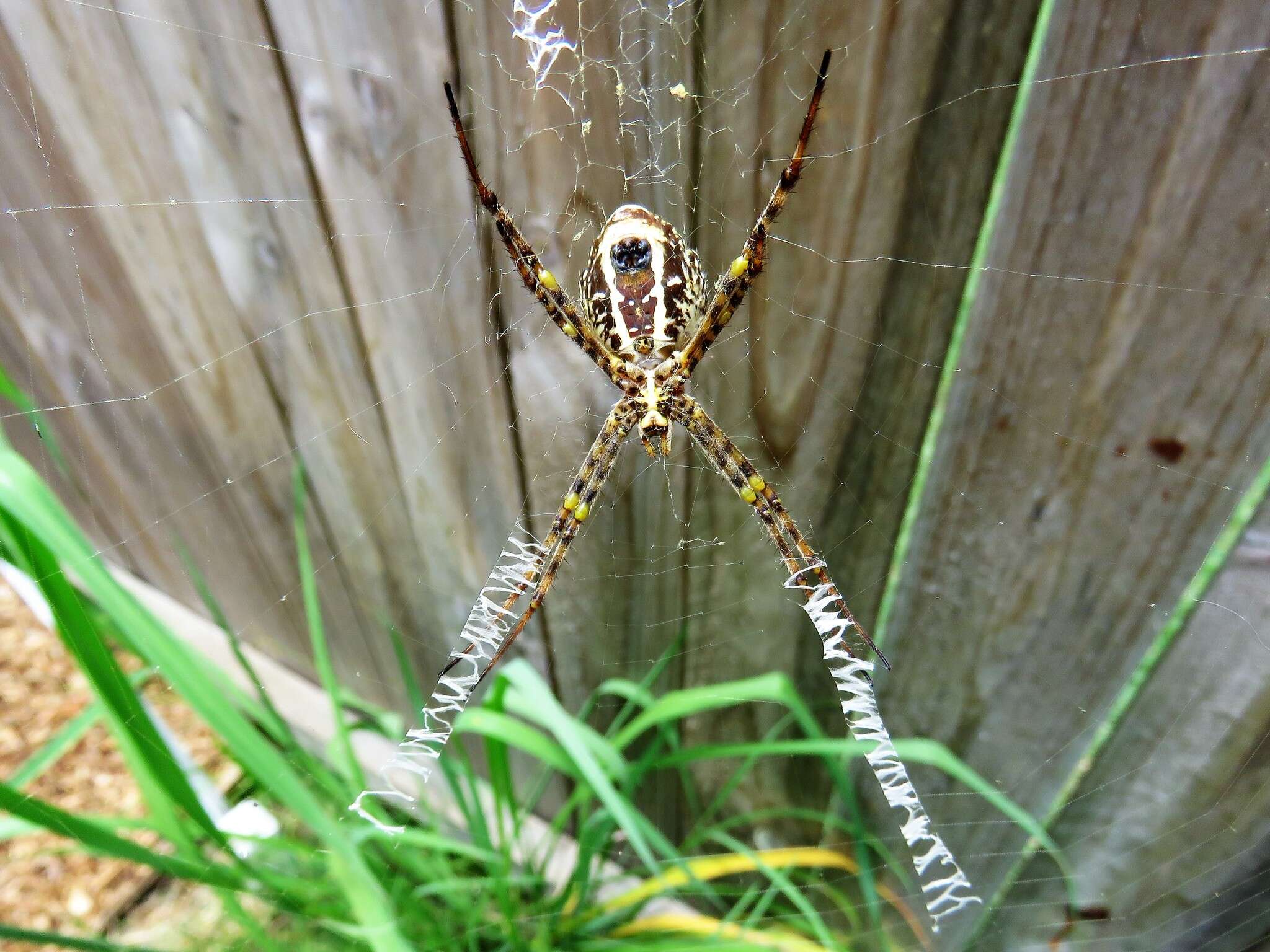 Image of Argiope magnifica L. Koch 1871