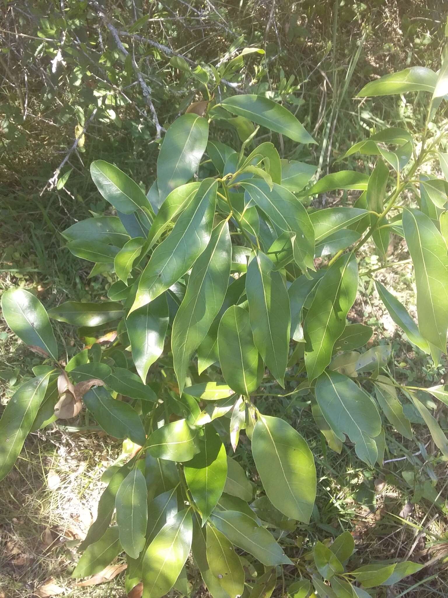 Image of Ocotea acutifolia (Nees) Mez