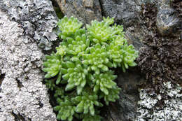 Imagem de Sedum hirsutum All.