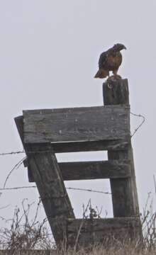 Image of Buteo jamaicensis calurus Cassin 1855