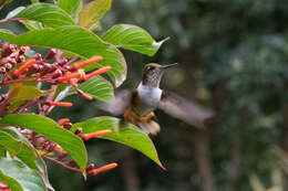 Lophornis adorabilis Salvin 1870 resmi