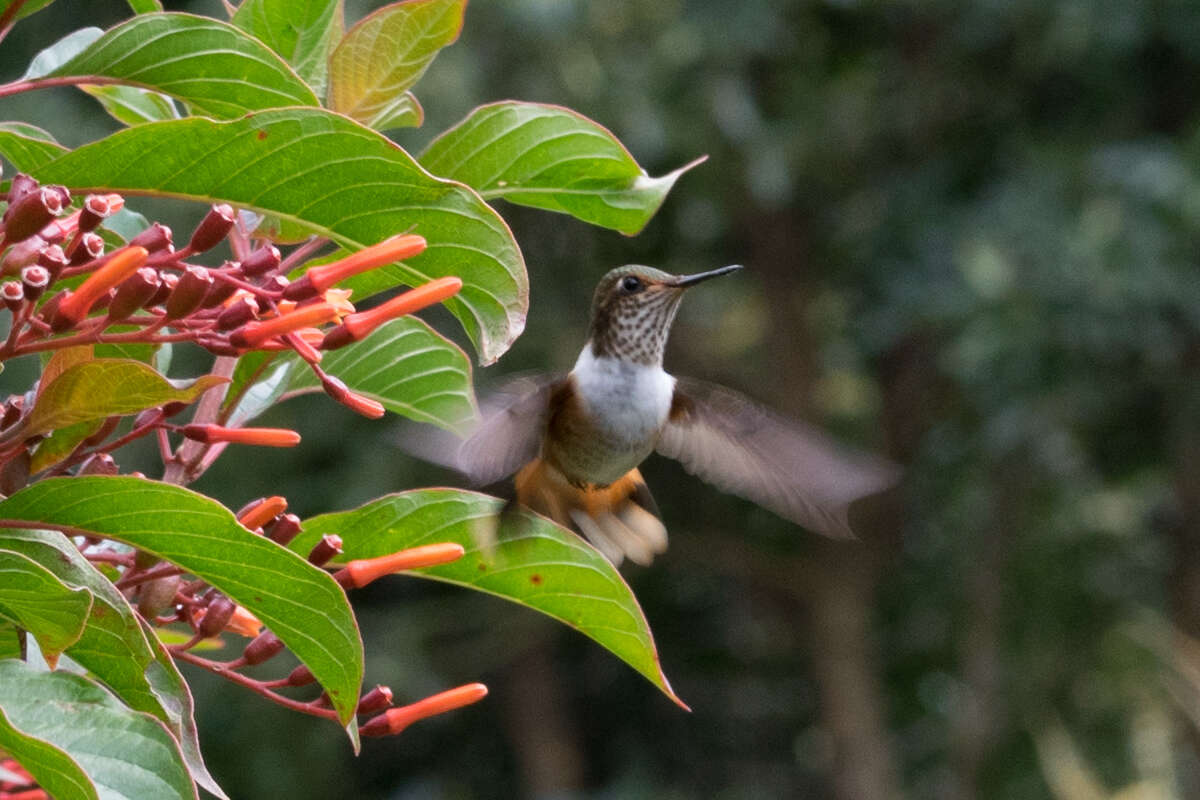 Lophornis adorabilis Salvin 1870 resmi