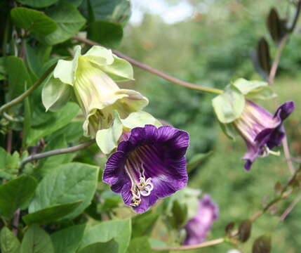 Imagem de Cobaea scandens Cav.