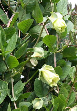 Imagem de Cobaea scandens Cav.