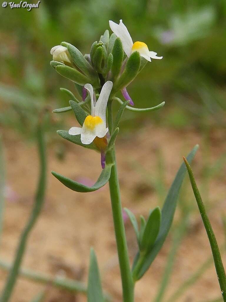 Plancia ëd Linaria albifrons (Sm.) Spreng.