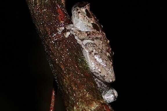 Image of Ornate Frog