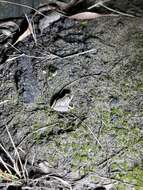 Imagem de Litoria freycineti Tschudi 1838