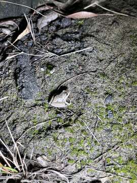 Sivun Litoria freycineti Tschudi 1838 kuva