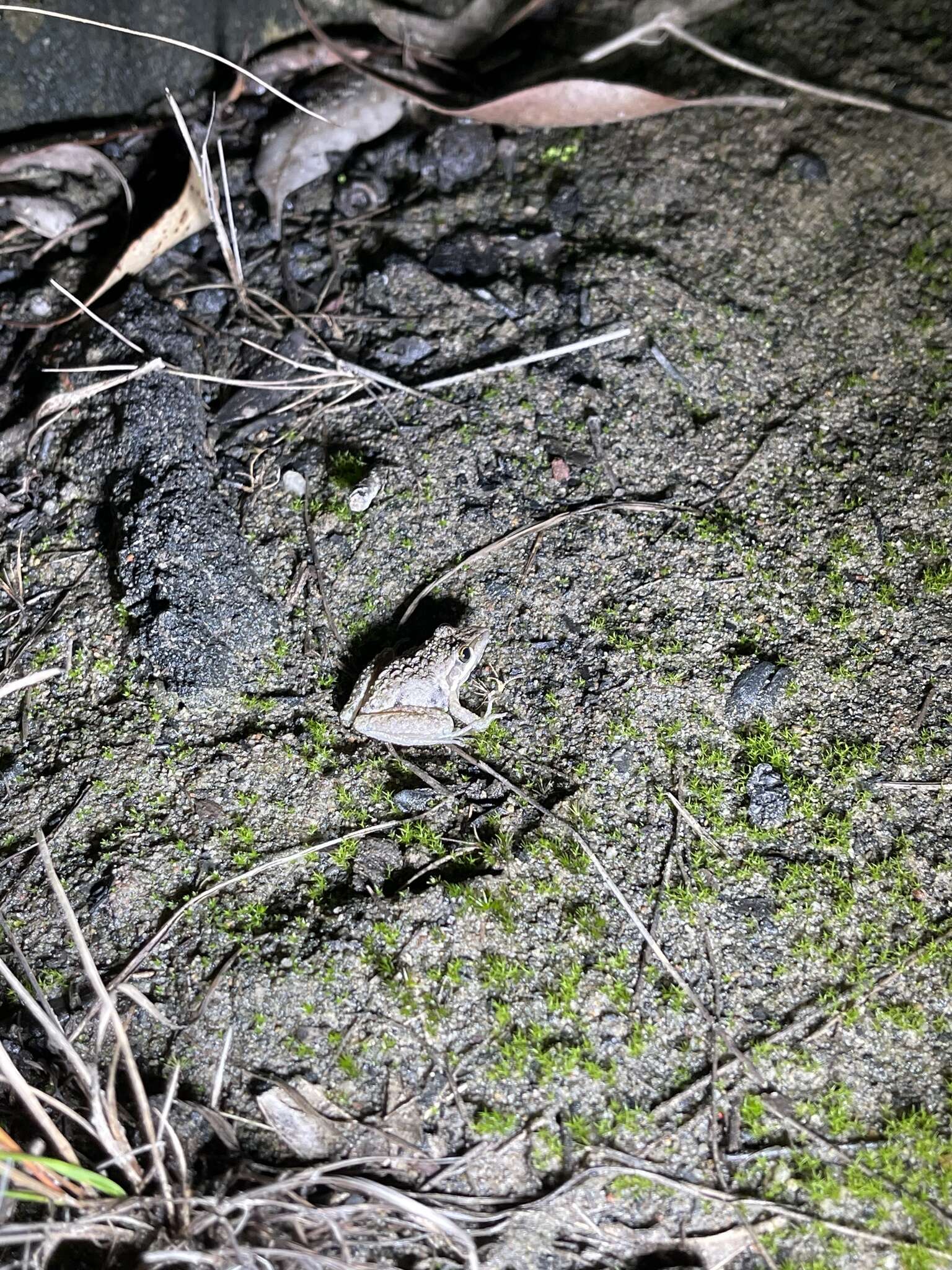 Litoria freycineti Tschudi 1838的圖片