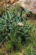 Image of Nyanga protea