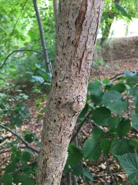 Слика од Tilia americana var. heterophylla (Vent.) Loudon